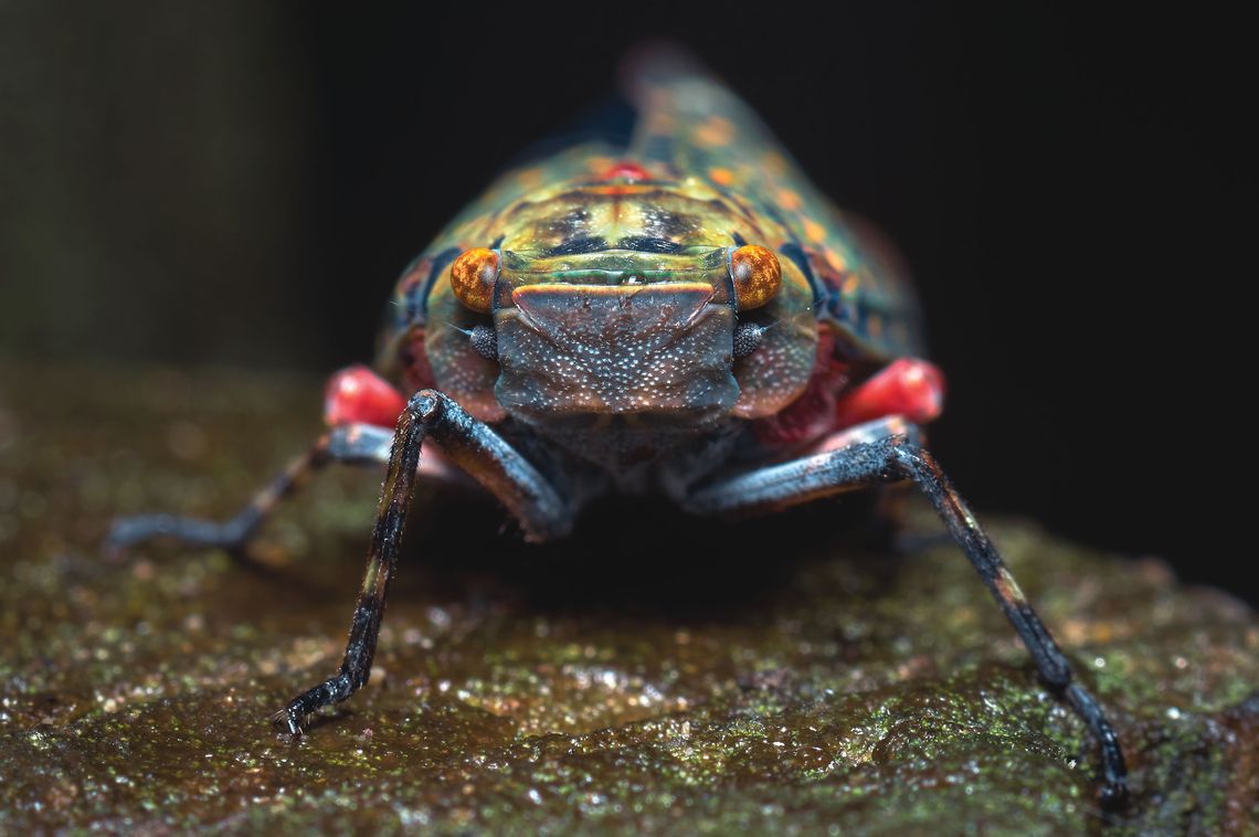 The cicadas in Mississippi