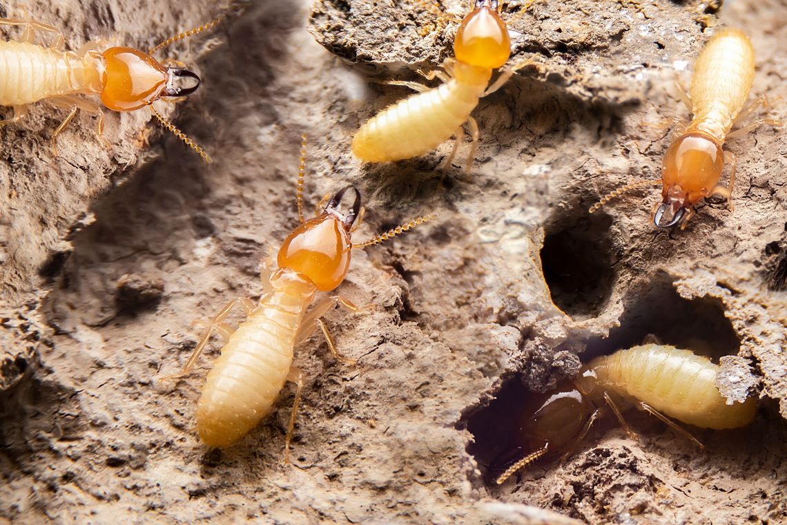 The conductive conditions of termite infestation