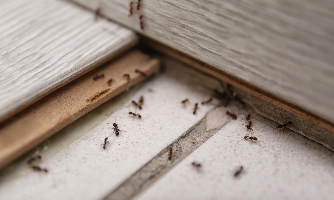 A small swarm of ants are gathered around a tile surface. Some ants are climbing up a wall while other remain on the ground.