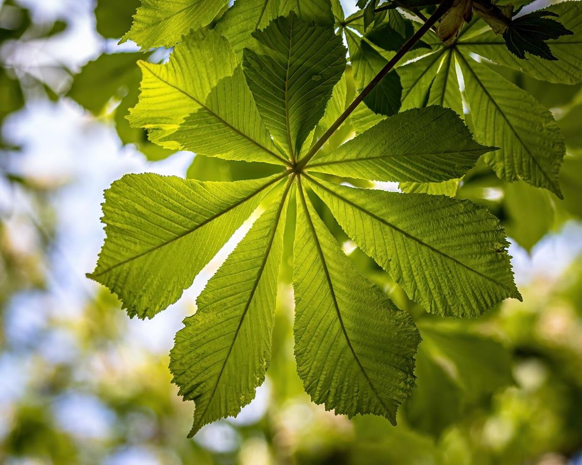 The history of the American chestnut tree in the South
