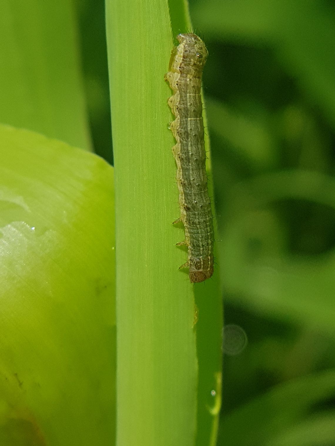 The prevention, management, and treatment of Fall Army Worms