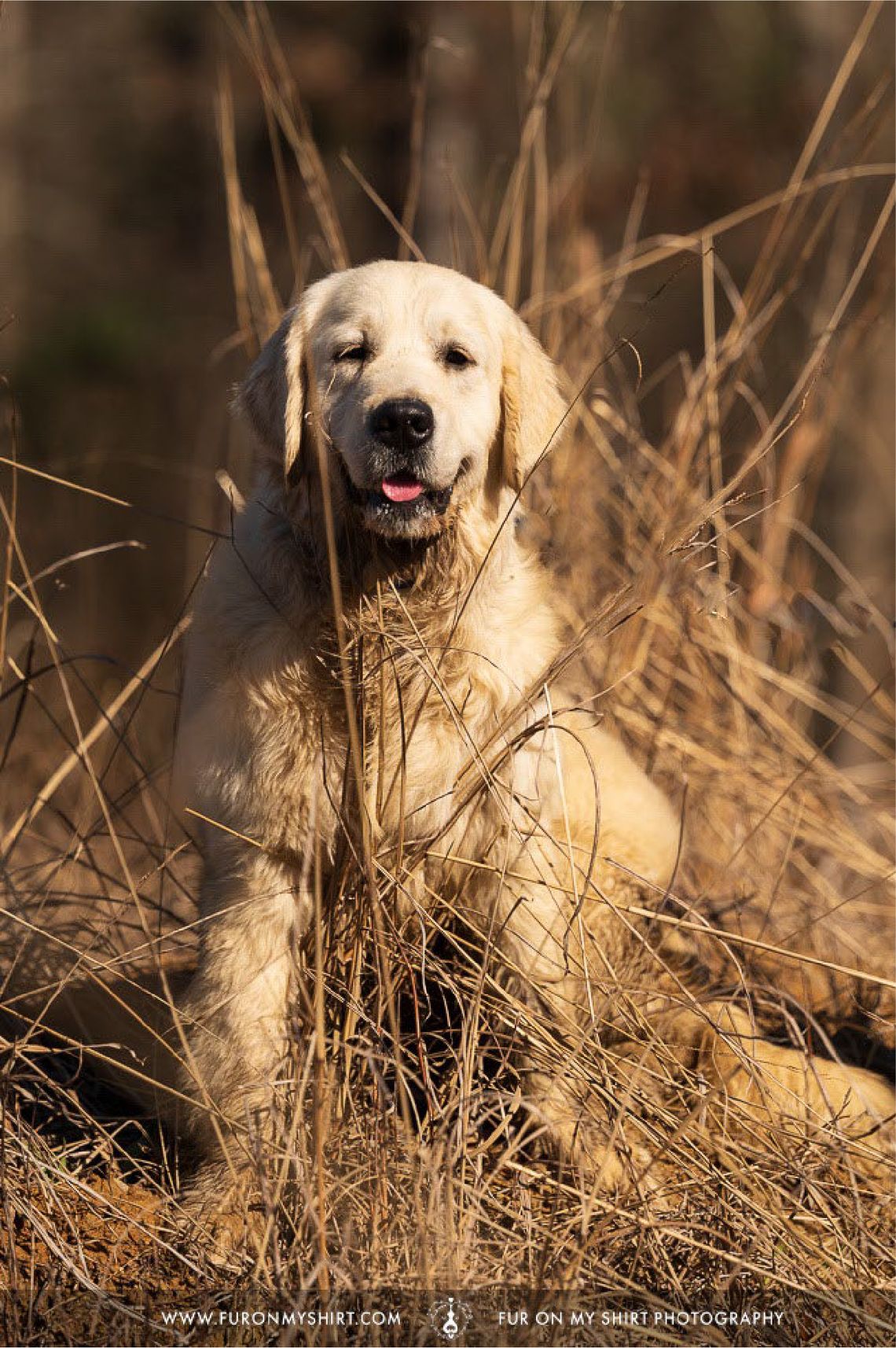 Therapy dog joins DA staff