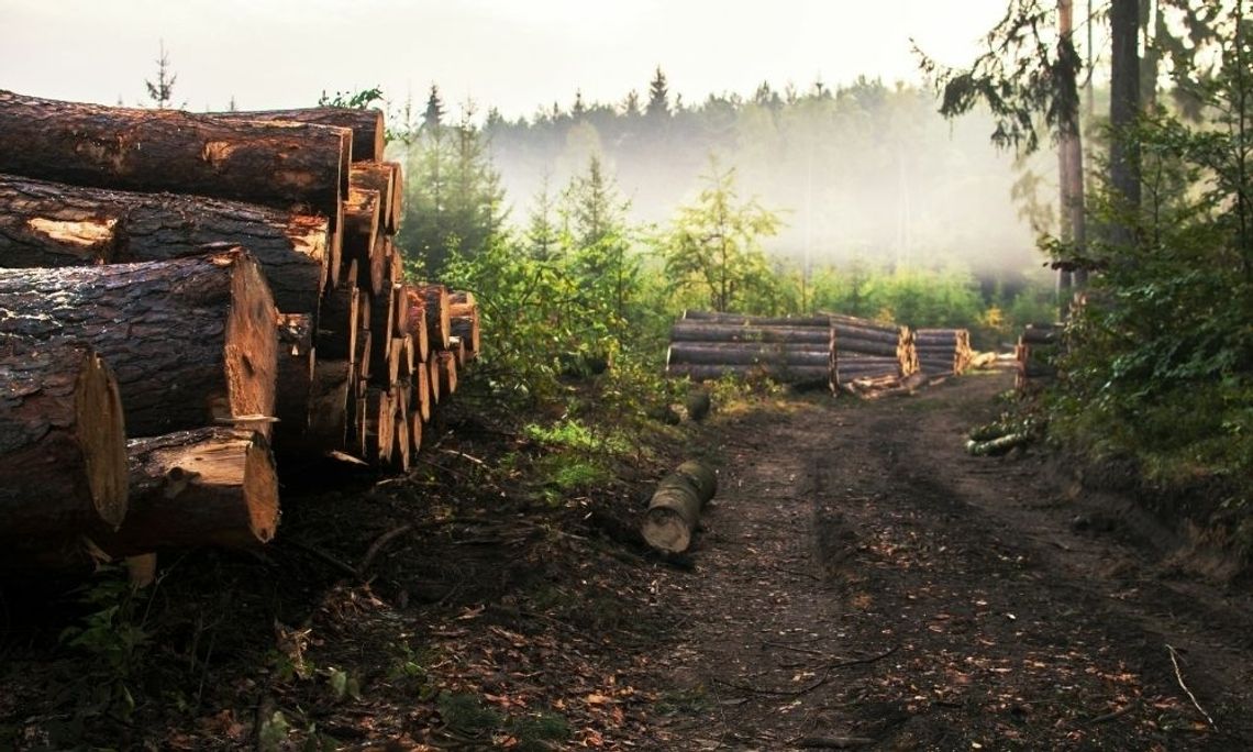 Things You Didn’t Know About Forest Logging