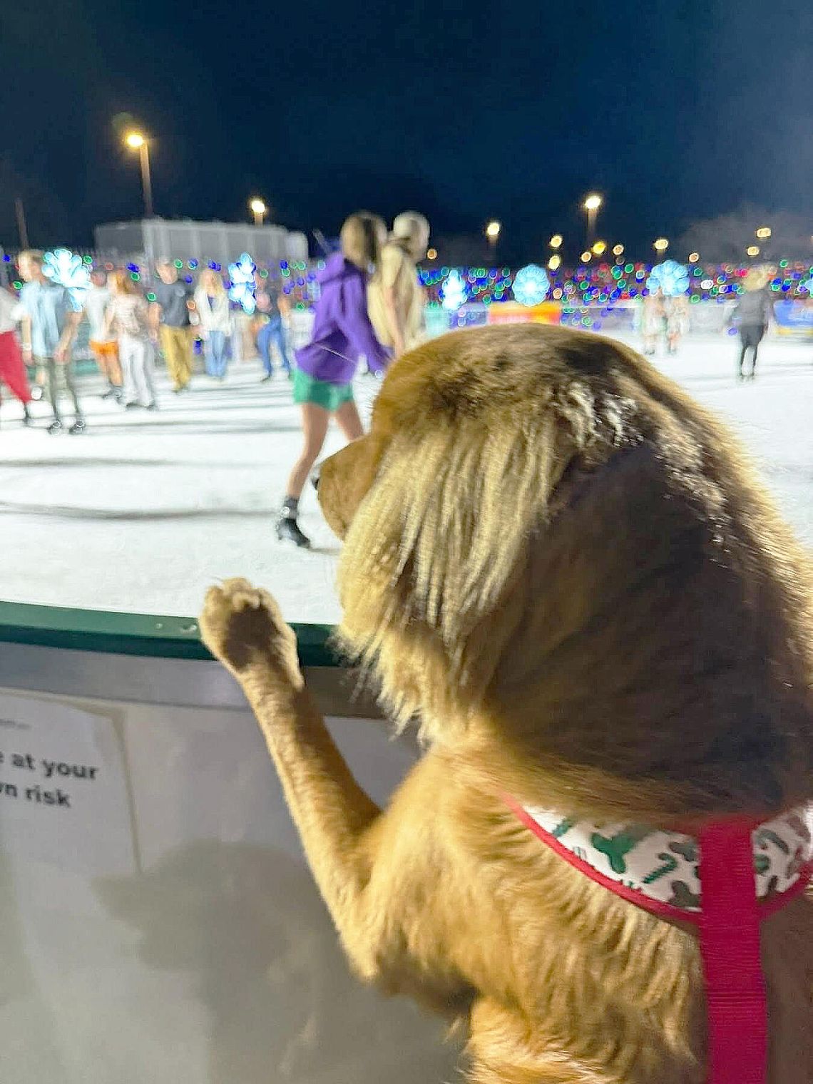 Trustmark Park’s Southern Lights is now pet friendly