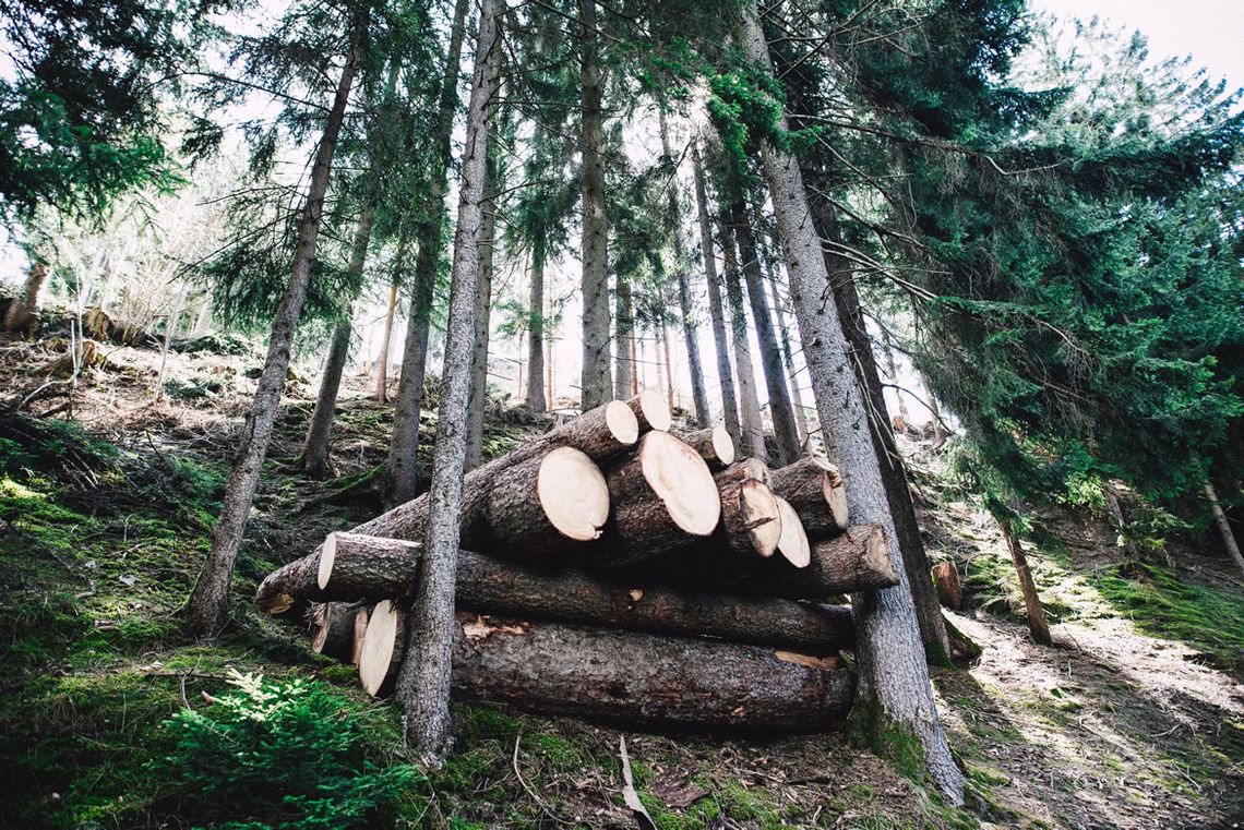 Understanding forestry basis: What is it and how is it used?