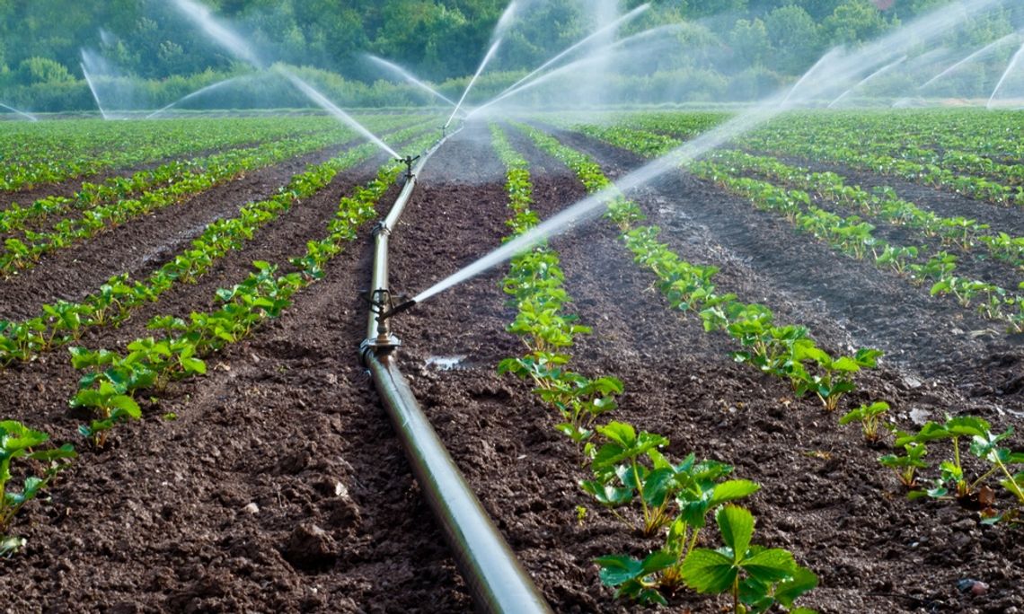 A sprinkler irrigation system spraying water across rows of young crops in a field, with pipes running through soil.