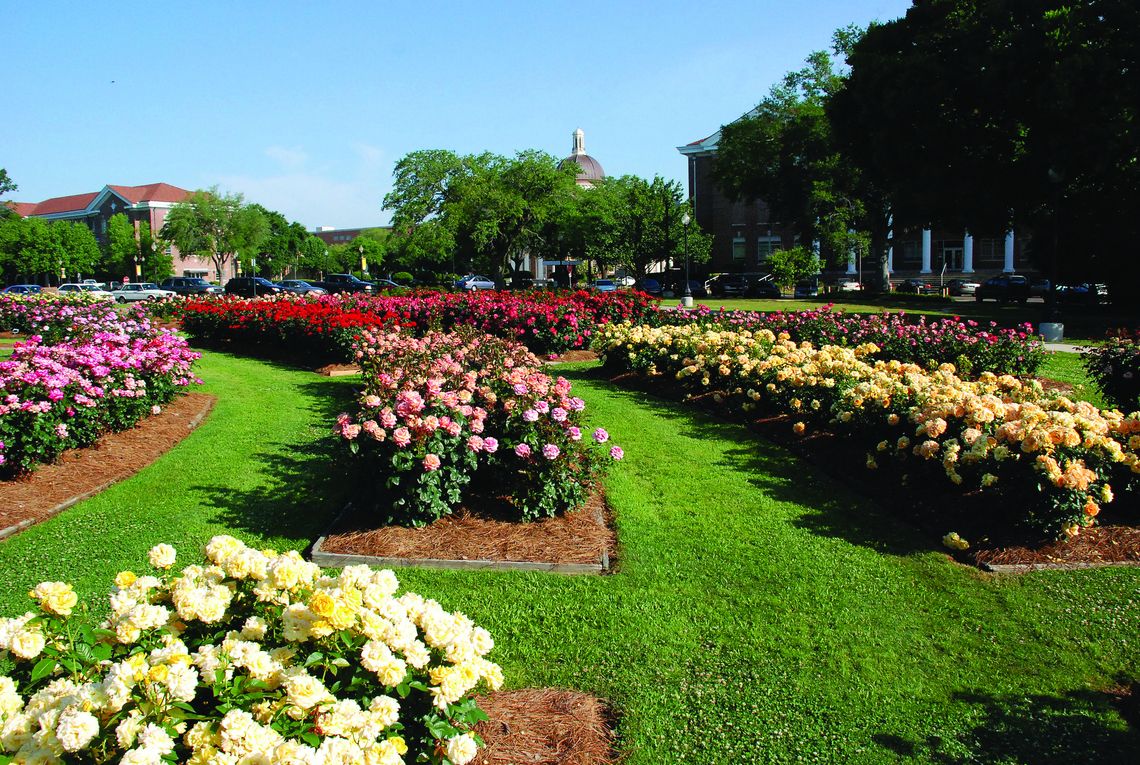 Visit Hattiesburg for world-class roses and fried chicken