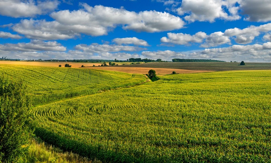 A corn field with evenly spaced rows of green plants forming lines across a wide landscape under a partly cloudy sky.