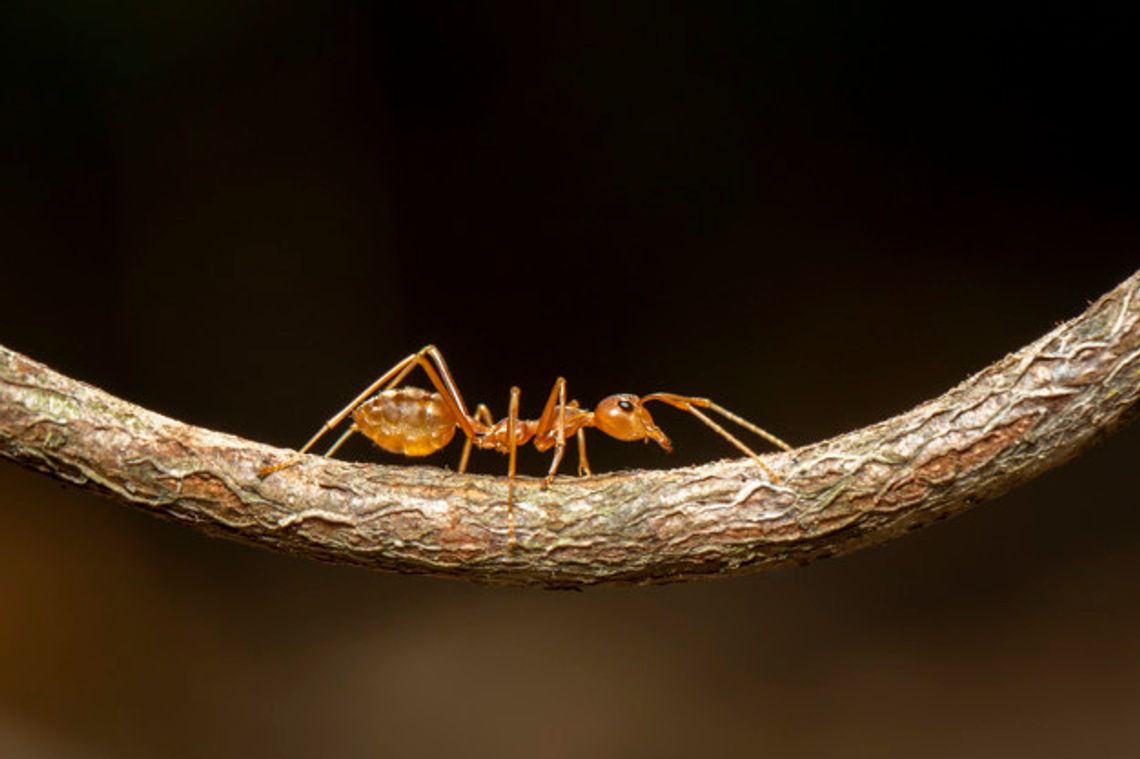 Ways to take care of your fire ant problem