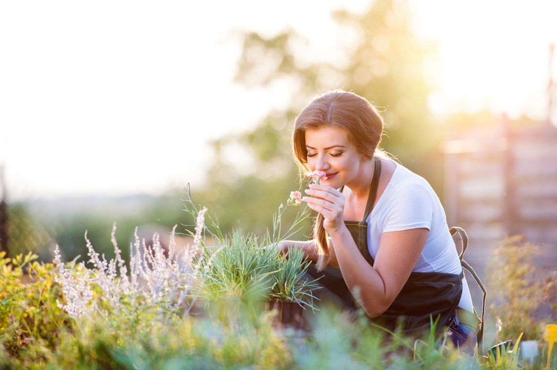 What Are the Best Plants for My Garden That Are Pet-Safe?