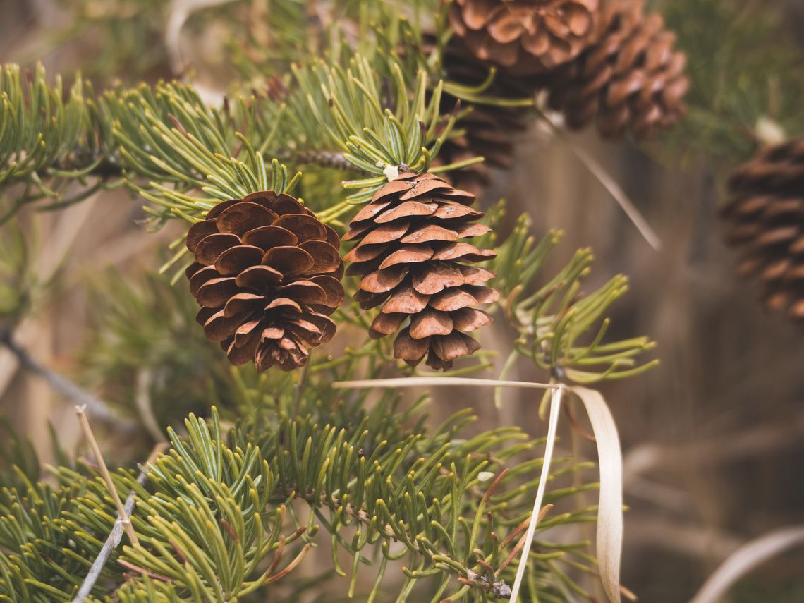 What is Pine Needle Rust?