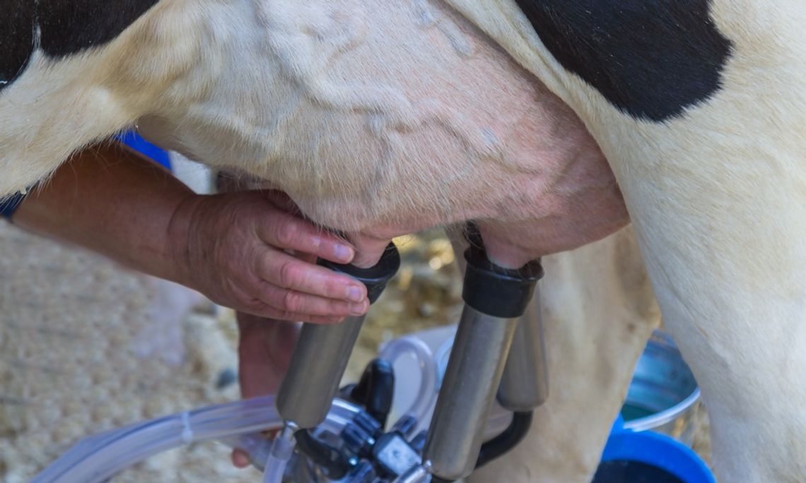 What Milking Equipment Do Dairy Farmers Use? A close-up of a cow's udder as a person attaches a milking machine with metal cups and clear tubing.