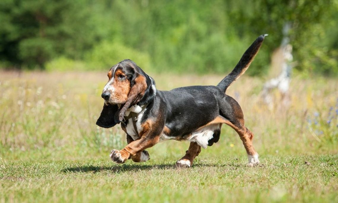 What To Know About Raising Stubborn Basset Hounds