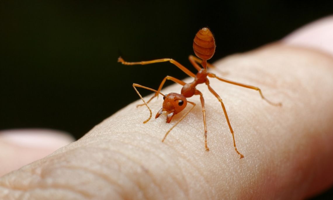 Why Mississippi Fire Ant Stings Hurt for Days A reddish orange ant with long slender legs standing on a person's finger against a dark, blurred background.