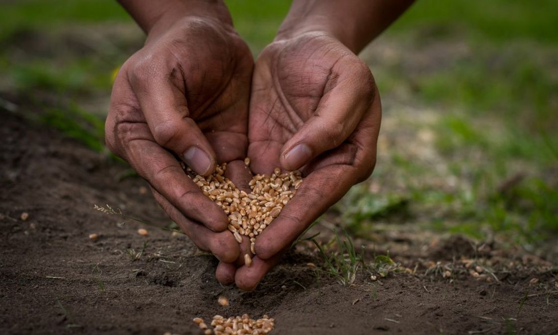 Why Seed Sovereignty Is Vital for Indigenous Peoples