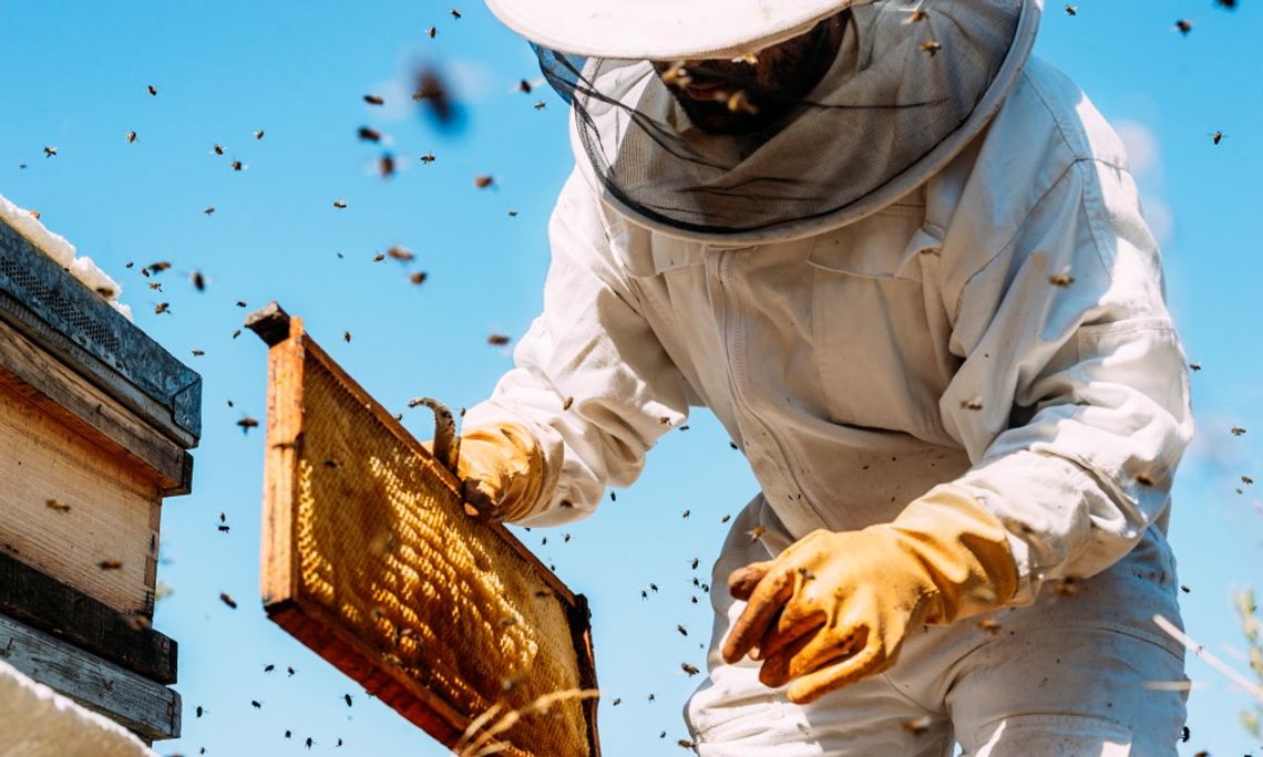 A person wearing a full-body beekeeping suit holding a frame removed from a nearby hive as bees buzz around them.