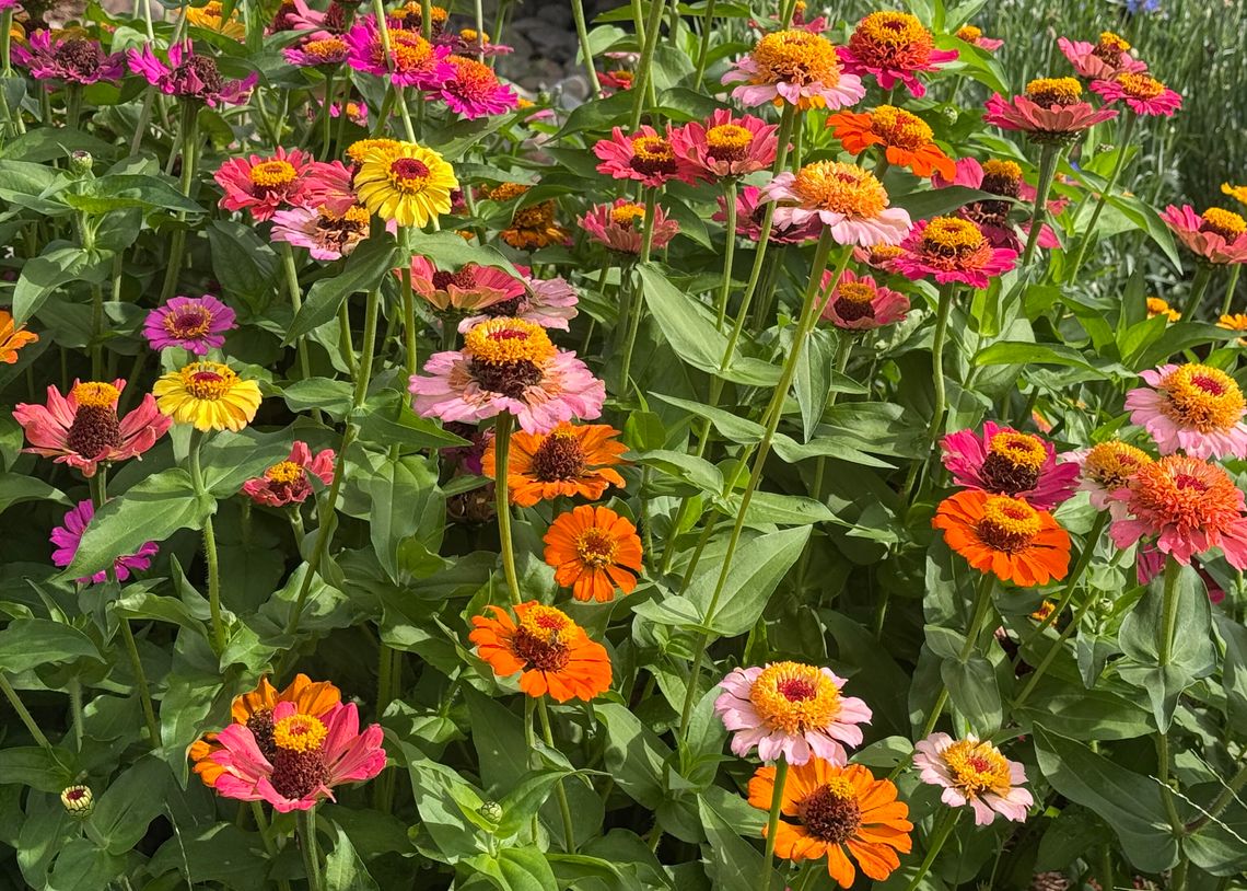 Zinnia varieties perform through summer months Zinnia varieties perform through summer months