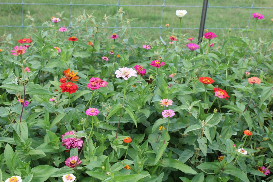 Zinnias are blooming in Shiloh