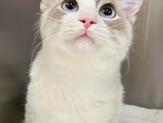 The Crooked Creek Cuties Corner The Crooked Creek Cuties Corner